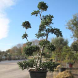 Cloud Pruned Box-leaved